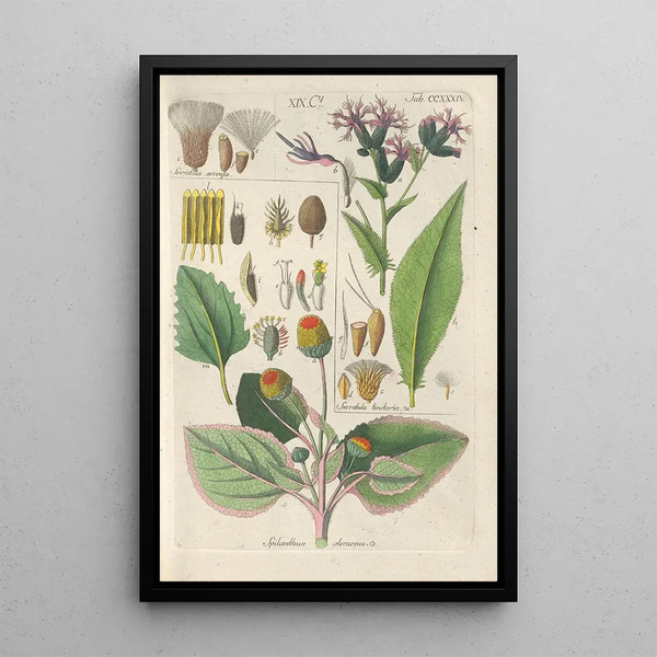 Manuel botanique Pl22 - Christian Schkuhr — gerahmtes Bild an der Wand