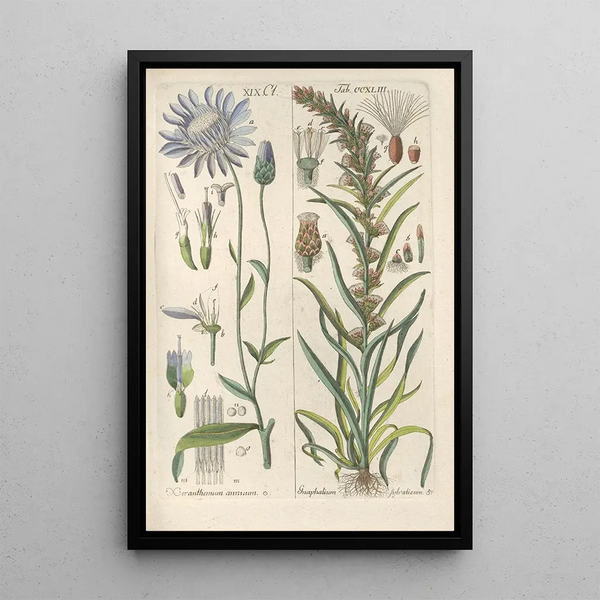 Manuel botanique Pl31 - Christian Schkuhr — gerahmtes Bild an der Wand