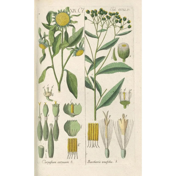 Manuel botanique Pl32 - Christian Schkuhr — gerahmtes Bild an der Wand