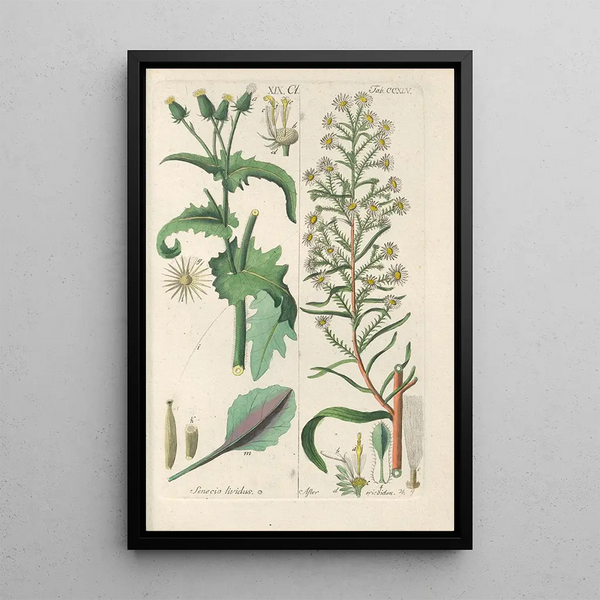 Manuel botanique Pl33 - Christian Schkuhr — gerahmtes Bild an der Wand
