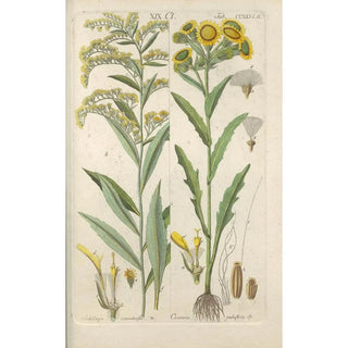 Christian Schkuhr - Botanisches Handbuch Pl34.webp
