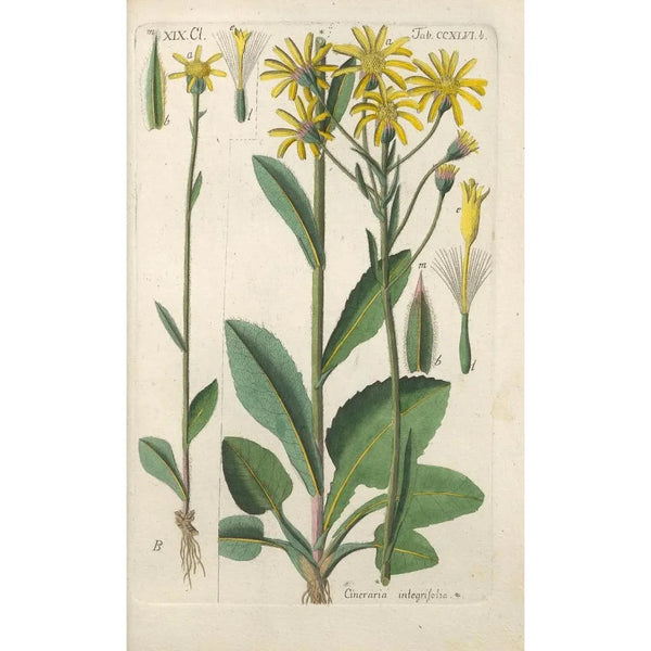 Manuel botanique Pl35 - Christian Schkuhr — gerahmtes Bild an der Wand
