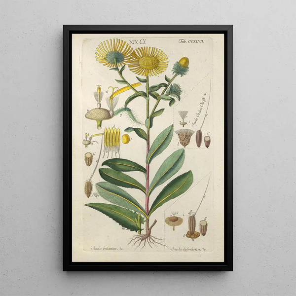 Manuel botanique Pl36 - Christian Schkuhr — gerahmtes Bild an der Wand