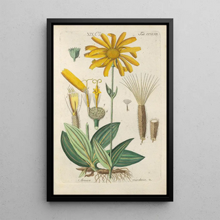 Christian Schkuhr - Botanisches Handbuch Pl37.webp