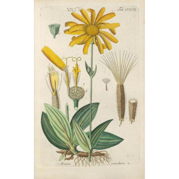 Manuel botanique Pl37 - Christian Schkuhr — gerahmtes Bild an der Wand