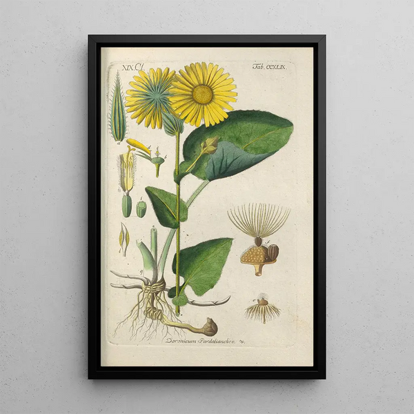 Manuel botanique Pl38 - Christian Schkuhr — gerahmtes Bild an der Wand