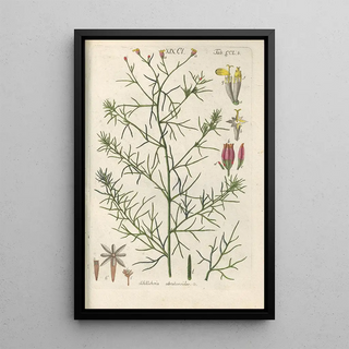 Christian Schkuhr - Botanisches Handbuch Pl40.webp