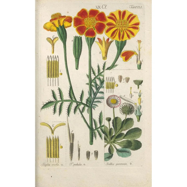 Manuel botanique Pl41 - Christian Schkuhr — gerahmtes Bild an der Wand