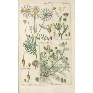 Christian Schkuhr - Botanisches Handbuch Pl45.webp