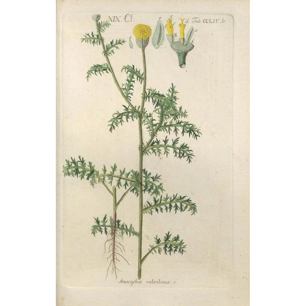 Manuel botanique Pl46 - Christian Schkuhr — gerahmtes Bild an der Wand