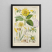 Manuel botanique Pl49 - Christian Schkuhr — gerahmtes Bild an der Wand