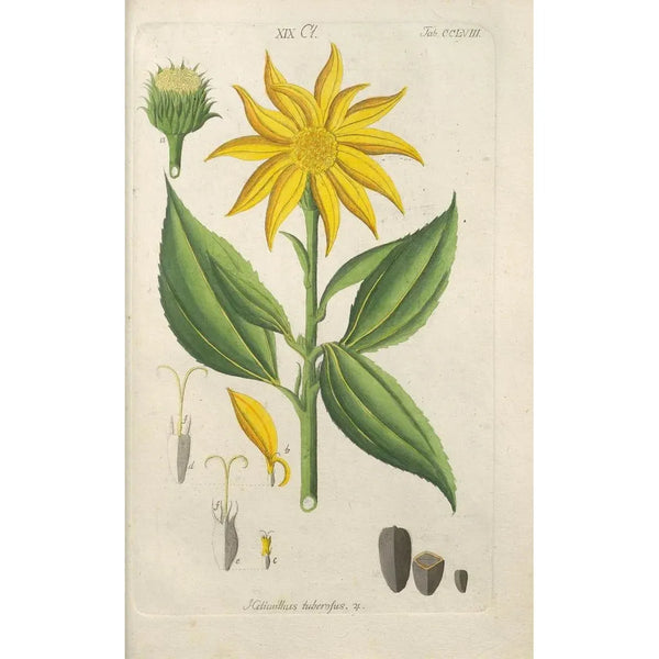 Manuel botanique Pl50 - Christian Schkuhr — gerahmtes Bild an der Wand