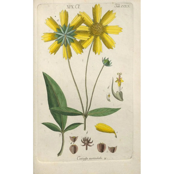 Manuel botanique Pl52 - Christian Schkuhr — gerahmtes Bild an der Wand