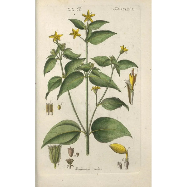 Manuel botanique Pl55 - Christian Schkuhr — gerahmtes Bild an der Wand