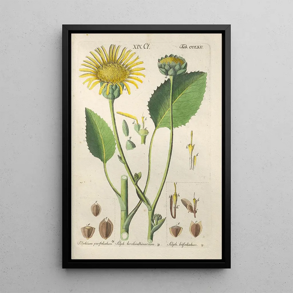 Manuel botanique Pl56 - Christian Schkuhr — gerahmtes Bild an der Wand