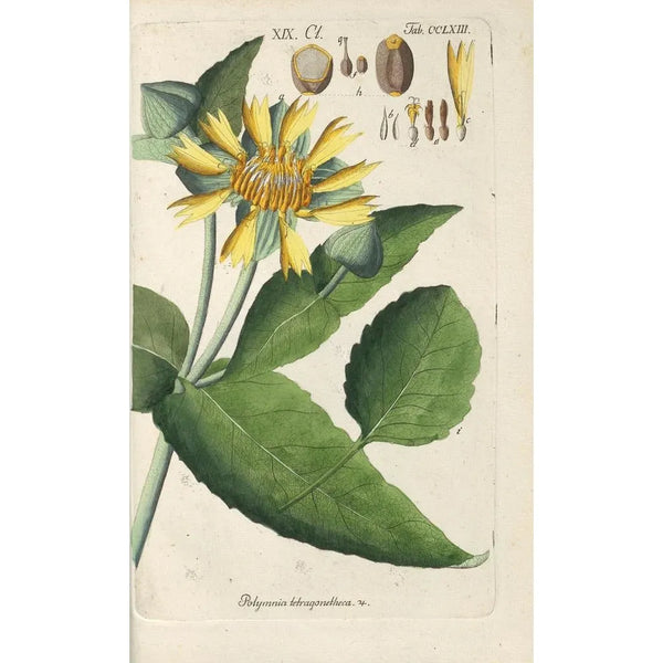 Manuel botanique Pl57 - Christian Schkuhr — gerahmtes Bild an der Wand