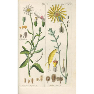 Christian Schkuhr - Botanisches Handbuch Pl58.webp