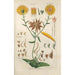 Manuel botanique Pl59 - Christian Schkuhr — gerahmtes Bild an der Wand