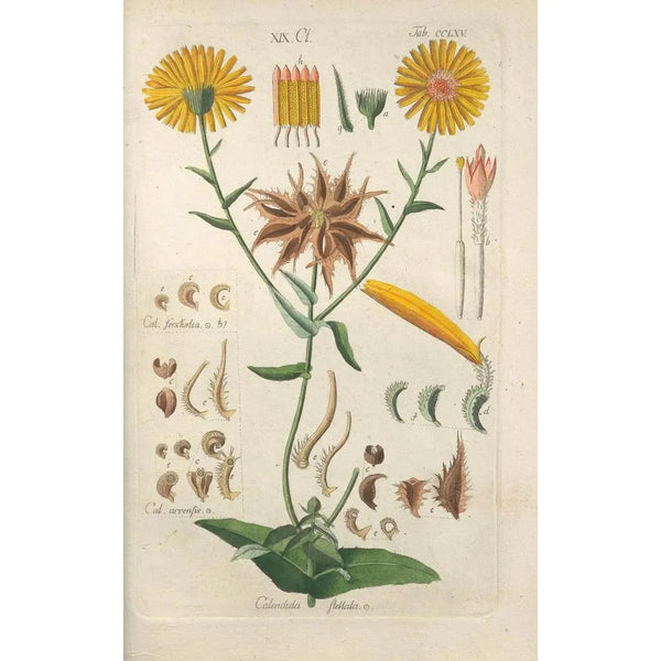 Manuel botanique Pl59 - Christian Schkuhr — gerahmtes Bild an der Wand