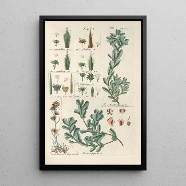 Manuel botanique Pl61 - Christian Schkuhr — gerahmtes Bild an der Wand