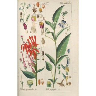 Christian Schkuhr - Botanisches Handbuch Pl63.webp