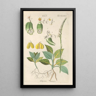 Christian Schkuhr - Botanisches Handbuch Pl67.webp