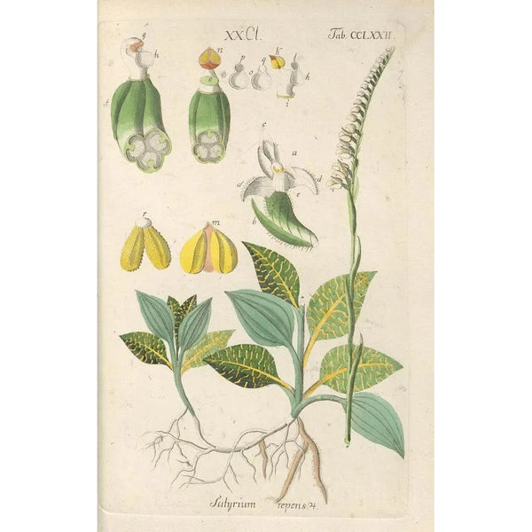 Manuel botanique Pl67 - Christian Schkuhr — gerahmtes Bild an der Wand