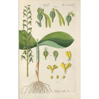 Christian Schkuhr - Botanisches Handbuch Pl68.webp