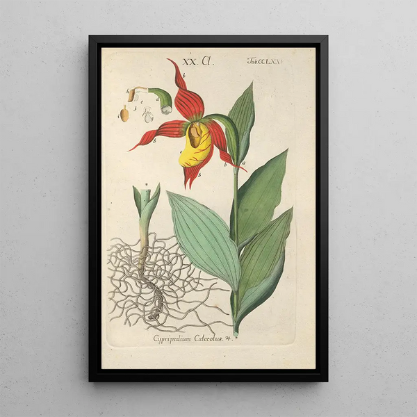 Manuel botanique Pl70 - Christian Schkuhr — gerahmtes Bild an der Wand