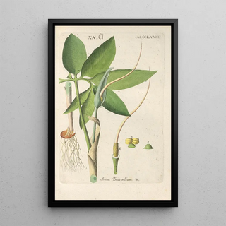 Christian Schkuhr - Botanisches Handbuch Pl72.webp