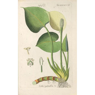 Christian Schkuhr - Botanisches Handbuch Pl73.webp