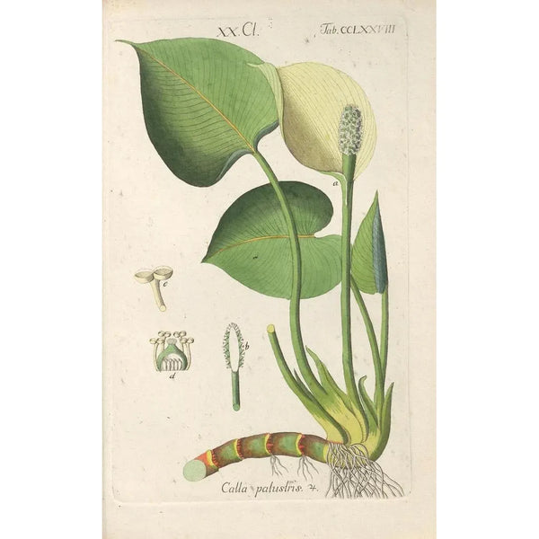 Manuel botanique Pl73 - Christian Schkuhr — gerahmtes Bild an der Wand