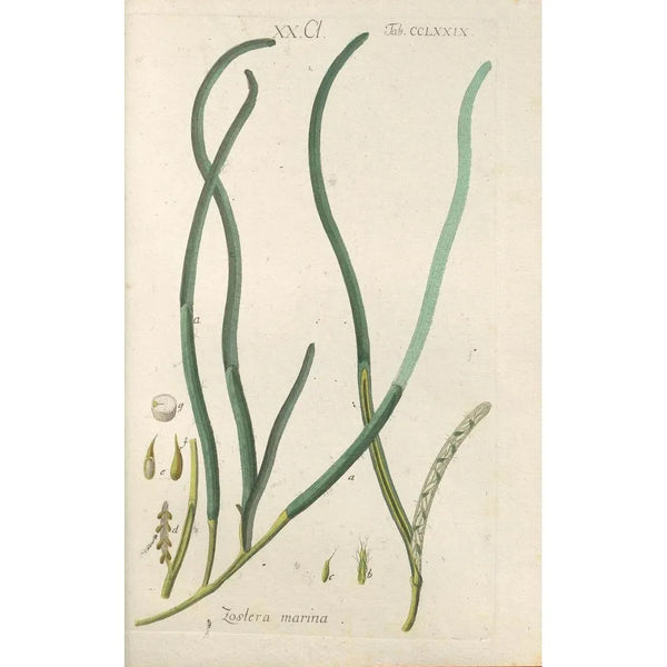 Manuel botanique Pl74 - Christian Schkuhr — gerahmtes Bild an der Wand