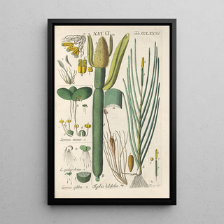 Christian Schkuhr - Botanisches Handbuch Pl76.webp