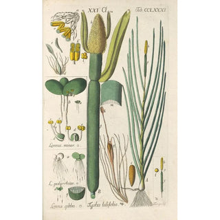 Christian Schkuhr - Botanisches Handbuch Pl76.webp