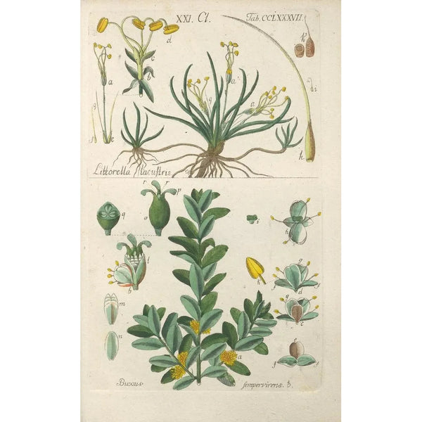 Botanischer Lehrtafel Pl82 - Christian Schkuhr — gerahmtes Bild an der Wand