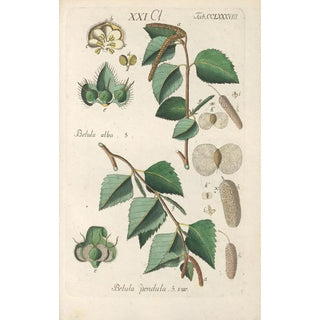 Christian Schkuhr - Botanisches Handbuch Pl83.webp