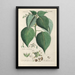 Manuel botanique Pl84 - Christian Schkuhr — gerahmtes Bild an der Wand