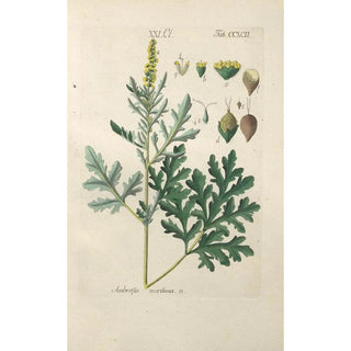Christian Schkuhr - Botanisches Handbuch Pl87.webp
