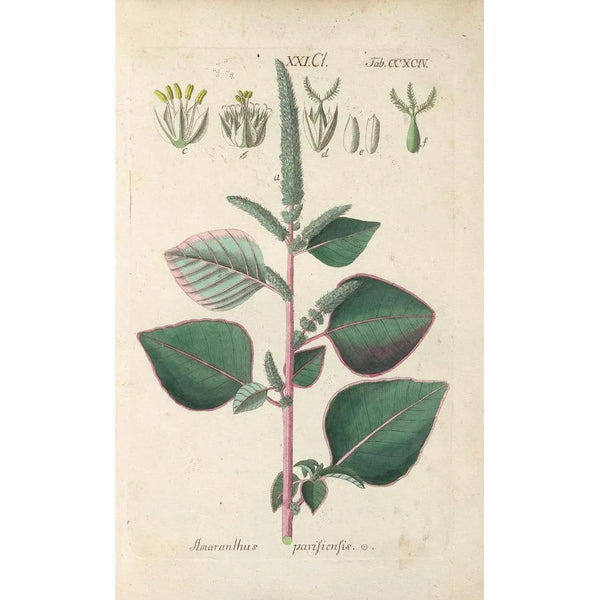 Manuel botanique Pl89 - Christian Schkuhr — gerahmtes Bild an der Wand