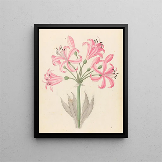 Clemenz Heinrich Wehdemann - Amarillis Boophone disticha.webp