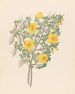 Clemenz Heinrich Wehdemann - Bignoniae Nova Specie Rhigozum obovatum.webp