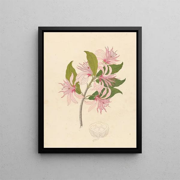 Calodendrum capense - Clemenz Heinrich Wehdemann — gerahmtes Bild an der Wand