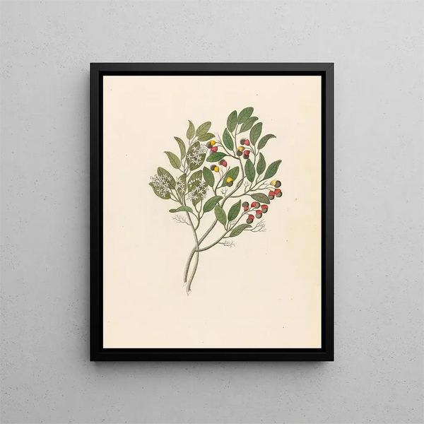 Celastrus Apodytes dimidiata - Clemenz Heinrich Wehdemann — gerahmtes Bild an der Wand