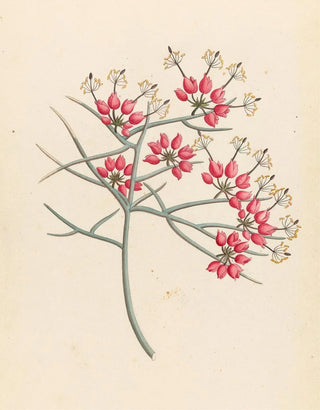 Clemenz Heinrich Wehdemann - Cleome juncea Cadaba aphylla.webp