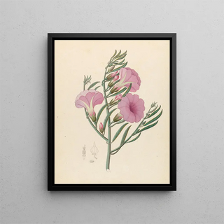 Clemenz Heinrich Wehdemann - Convolvulus Ipomoea oenotheroides.webp