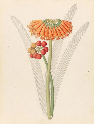 Clemenz Heinrich Wehdemann - Cyrtanthus Clivia nobilis.webp