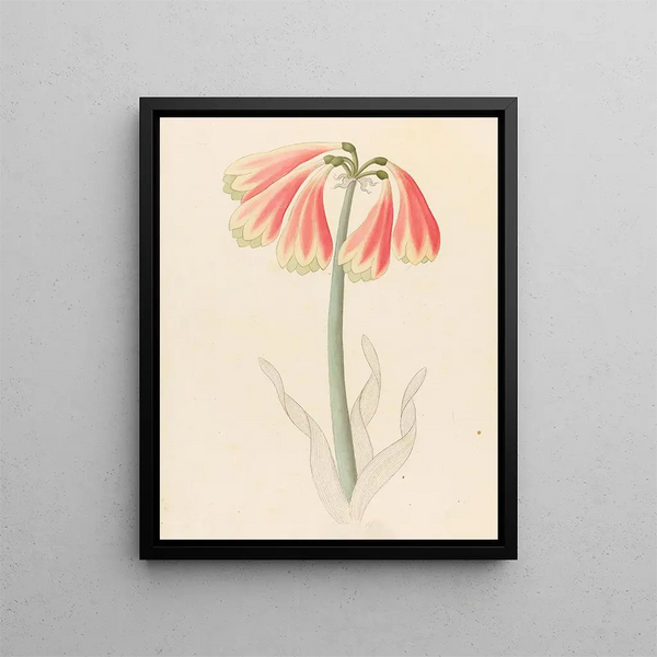 Cyrtanthus obliquus Cyrtanthus obliquus - Clemenz Heinrich Wehdemann — gerahmtes Bild an der Wand