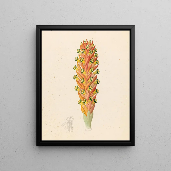 Didinamia angiosperma Harveya hyobanchoides - Clemenz Heinrich Wehdemann — gerahmtes Bild an der Wand