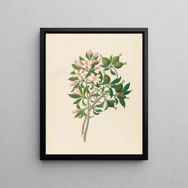 Gardenia Nov Sp Hyperacanthus amoenus - Clemenz Heinrich Wehdemann — gerahmtes Bild an der Wand